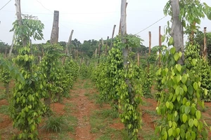 Chưa thấy thương lái TQ 'đạo diễn' hồ tiêu Việt 