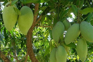 Quả xoài Việt Nam chính thức có 'visa' vào Mỹ