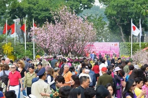 Rộn ràng lễ hội hoa anh đào Nhật Bản 2018 tại Hà Nội