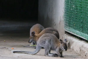 Thảo Cầm viên Sài Gòn vừa có thêm Kangaroo và sếu Nhật Bản