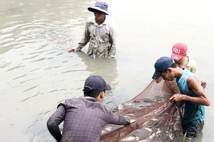 Người dân xã Đa Phước thu hoạch gần 2 tấn cá