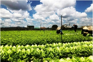 Nhận giải thưởng “Doanh nghiệp vì nhà nông”