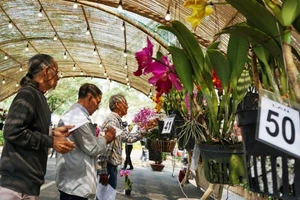 Hội thi “Hoa cảnh”: Sân chơi thú vị của nghệ nhân, nhà vườn
