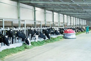 Top doanh nghiệp tăng trưởng nhanh nhất Việt Nam (FAST 500)