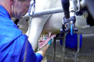 Bí mật chất lượng nguồn sữa đầu vào của Cô Gái Hà Lan