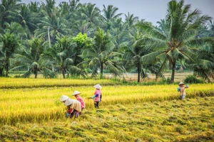 Xem Bến Tre trưng bày, giới thiệu sản vật tại Sài Gòn