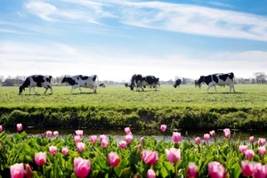 Nông dân Hà Lan: 7 đời người gắn bó với nông trang bò
