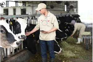 Hiểu thêm về từ khóa “DHA chuẩn Hà Lan”