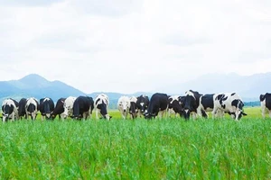 Vinamilk, doanh nghiệp niêm yết xuất sắc của VN và châu Á