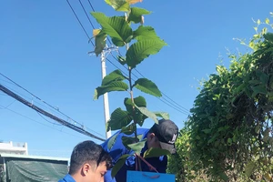 VWS tổ chức trồng 600 cây dầu và sưa ở xã Đa Phước