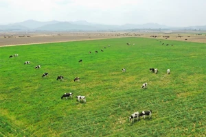 Câu chuyện 10 năm “vươn ra thế giới” của Vinamilk