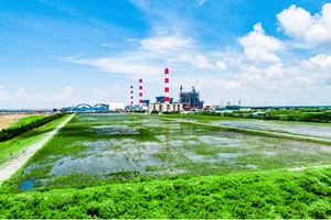 EVNGENCO1: Màu xanh trên các bãi thu xỉ nhiệt điện