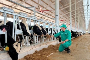 Vinamilk nhập 1.000 con bò sữa từ Mỹ về trang trại bò sữa Lao-Jagro tại Lào