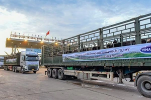 Hệ thống trang trại Vinamilk Green Farm đón thêm 1.550 bò sữa nhập từ Mỹ