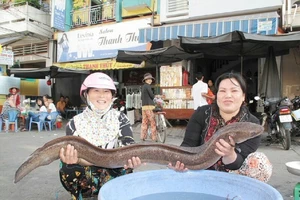 Bắt được cá chình “khủng”