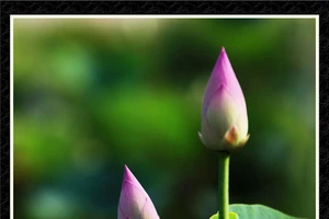 Chùm ảnh Sen nghệ thuật của nghệ sĩ Xuân Anh (Kỳ 3)