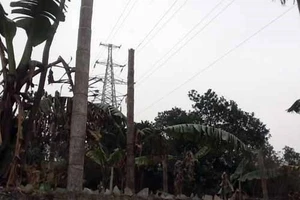 Mắc bóng đèn, bị điện cao thế giật cháy sém nửa người