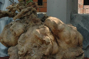 Củ khoai lang nặng gần 40 kg