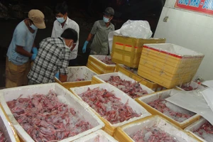 Bắt giữ 1,3 tấn thịt chim cút lậu