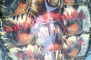 Bắt được rùa biển kỳ lạ khắc chữ trên mai