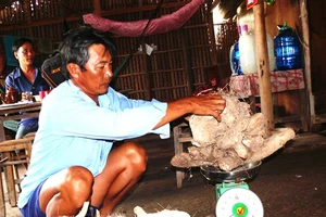 Củ khoai từ nặng hơn 64kg ở Cà Mau