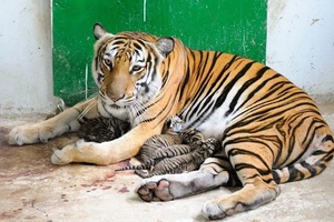 Mẹ nuôi của Hổ ở Thảo Cầm Viên