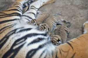 Thêm một hổ mẹ tại Thảo Cầm Viên Sài Gòn sinh con