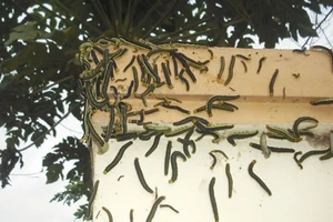 Sâu 'tấn công' nhà dân