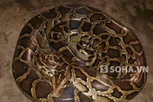 Nam thanh niên vật lộn 2 tiếng bắt trăn khổng lồ bò ra đường