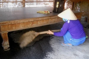 Tây Ninh: Hàng triệu con bọ đậu đen bay vào nhà dân 