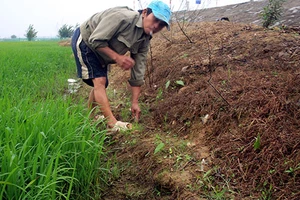 Bị điện giật chết khi đang bẫy chuột