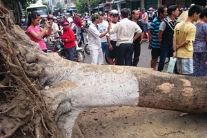 Cây phượng bật gốc đổ đè 2 phụ nữ bị thương