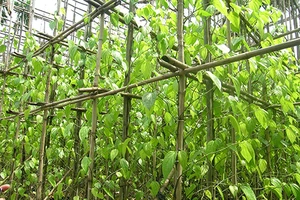 Chùm ảnh Nhà văn viếng thăm Đền Tưởng niệm Ngã Ba Giồng và 18 thôn vườn trầu (3)