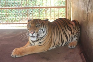 Khẩu phần ăn 'khủng' của hai con hổ từng bị ném xuống đường