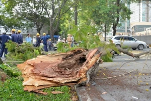 Những cái chết bất thình lình trên đường phố