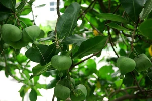 Cây ở quần đảo Trường Sa lọt vào danh sách Cây Di sản Việt Nam