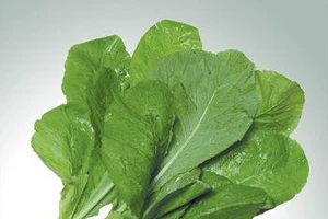 TP.HCM đẩy mạnh sản xuất giống rau, hoa