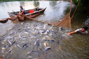 Kim ngạch xuất khẩu cá tra sẽ đạt 2,6 - 3 tỉ USD năm 2020