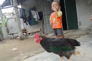 Hiếu kỳ kéo nhau đi xem gà bốn chân