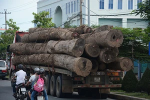 Xử phạt hai xe rơ – moóc chở gỗ quá tải