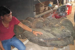 Một cây nấm linh chi nặng hơn 2 tạ, giá tỉ đồng