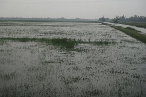 Đi tìm cha, thấy cha nằm chết dưới ruộng