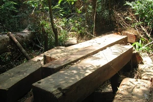 Phát hiện 2 bãi giấu gỗ quý ngay trong rừng đặc dụng