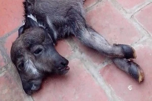 Đổ xô xem nghé 2 đầu, 4 mắt song chỉ có 2 tai