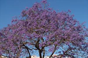 Nhà văn Nguyễn Nhật Ánh yêu loài hoa nào nhất ?