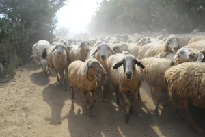 Lạc giữa bầy cừu ở Phan Rang