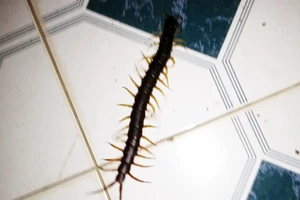 Người bị rết dài 30 cm chui vào quần lại gặp rết 'khủng'