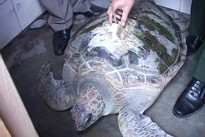 Bắt được cá thể rùa có gắn chíp định vị