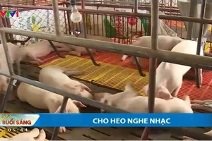 Chuyện hiếm ở Vĩnh Long: Cho heo nghe thời sự để tăng năng suất