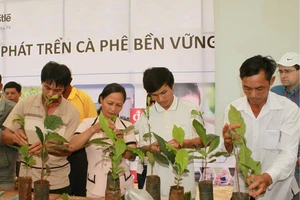 19.000 nông dân tham gia sản xuất cà phê 'sạch'